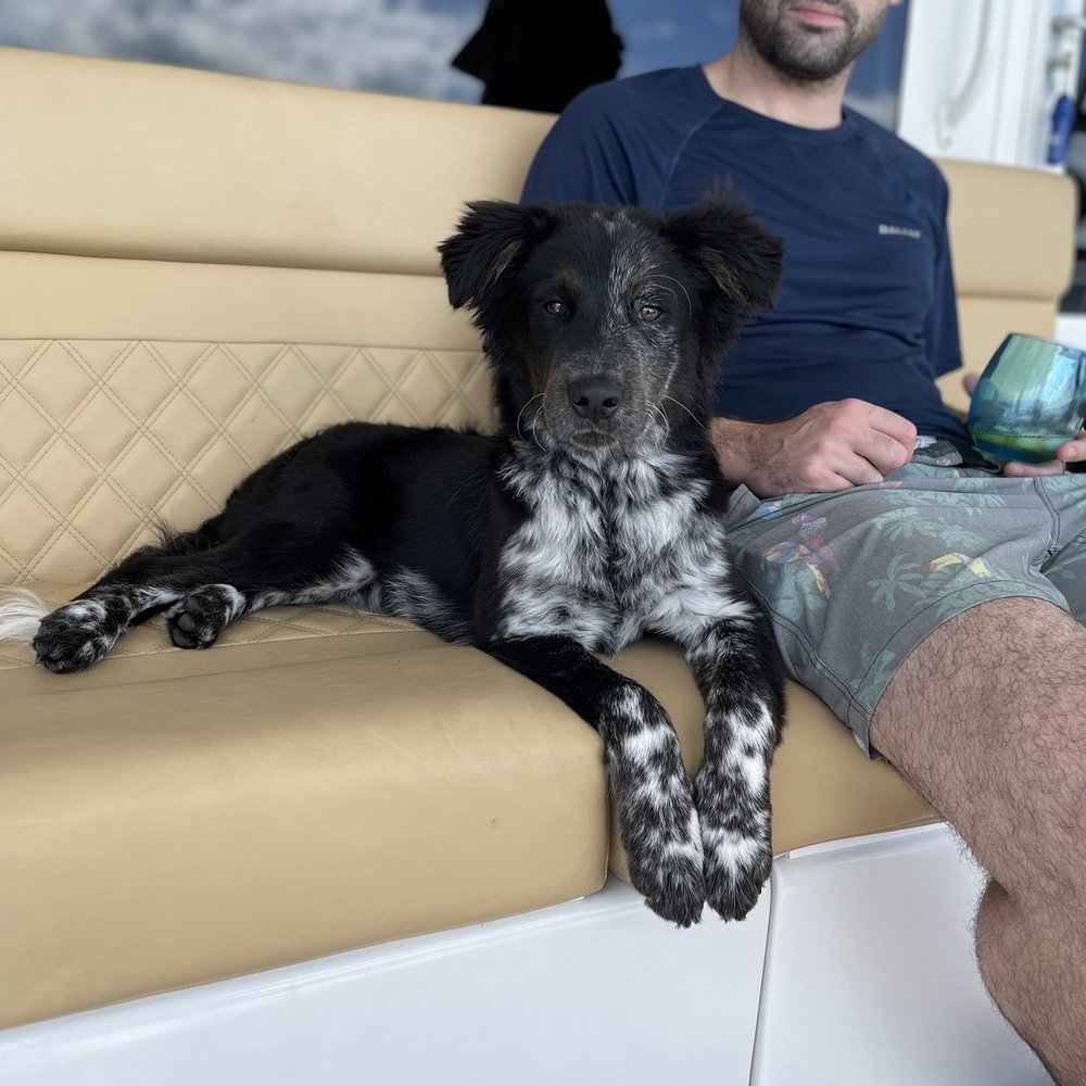 Pisco, my pup at 4 months!