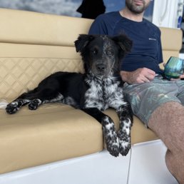 Pisco, my pup at 4 months! Pisco, my pup at 4 months!