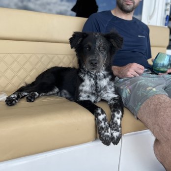 A Wish for Animals - Pisco, my pup at 4 months! - Animal Shelters Near Me A Wish for Animals - Pisco, my pup at 4 months! - Animal Shelters Near Me