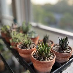 mj.cultivates - *ORNAMENTAL HOUSE PLANTS*