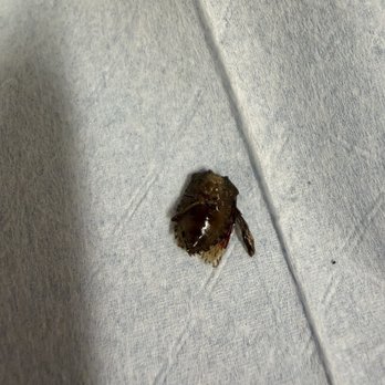 Tang Jip - Beetle found inside the bibimbap take out - Korean Near Me - Hayward, California Tang Jip - Beetle found inside the bibimbap take out - Korean Near Me - Hayward, California