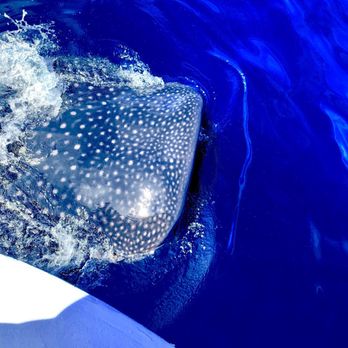 Mexico Whale Shark - Whale Watching Tours Near Me - Cancún, ROO
