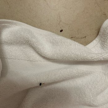 Knott’s Hotel - Dead bugs folded into bath towels and dead moths under the bed. - Hotels Near Me - Buena Park, California Knott’s Hotel - Dead bugs folded into bath towels and dead moths under the bed. - Hotels Near Me - Buena Park, California