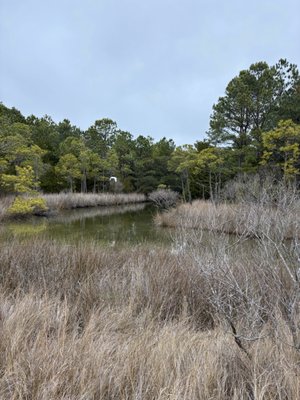 Pleasure House Point Natural Area by null