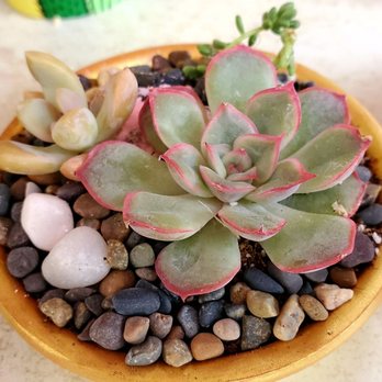 Francis's Cactus Succulents - Nurseries & Gardening Near Me - Los Angeles, California Francis's Cactus Succulents - Nurseries & Gardening Near Me - Los Angeles, California