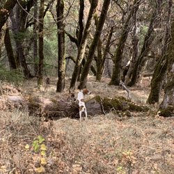 Tails N Trails  - Off leash hike!
