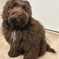 Forest Creek Kennels - Comfort doodle