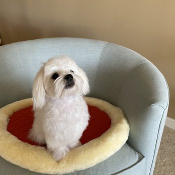 Paws Up Boutique - Pet Groomers Near Me - Honolulu, Hawaii