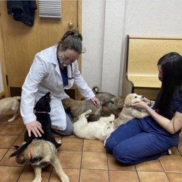 Pups at CHFA