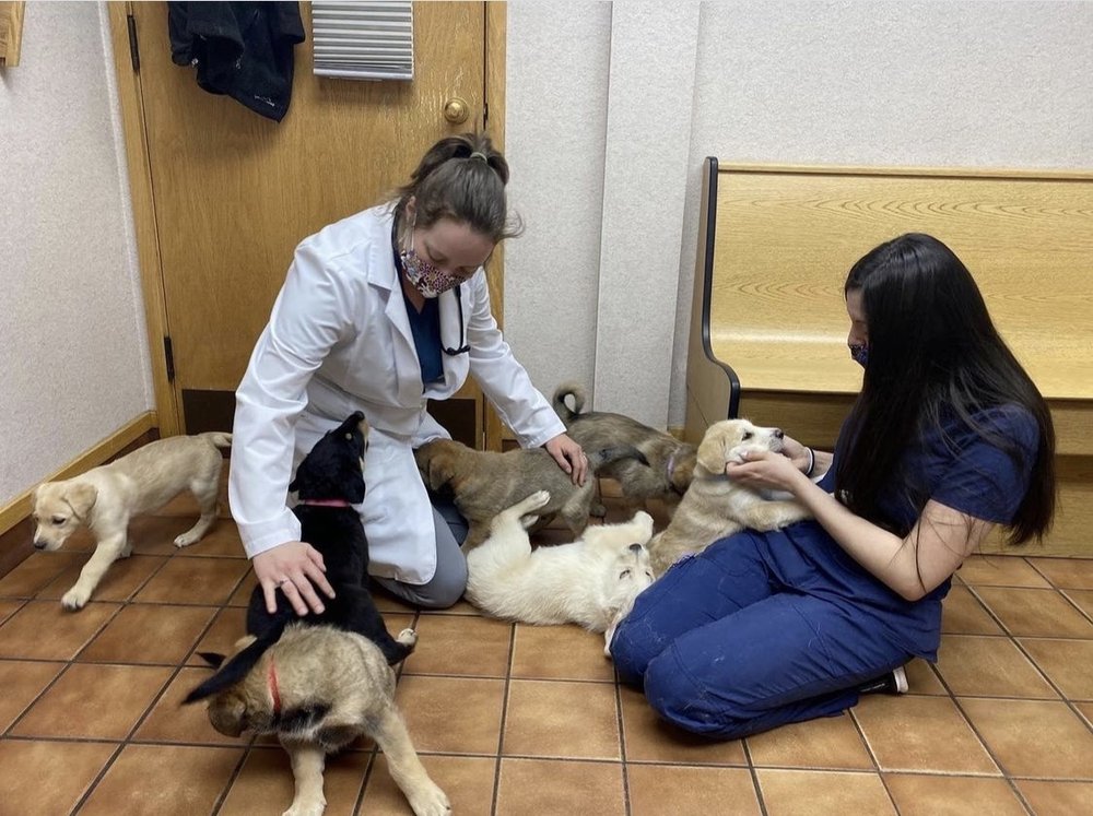 CASCADE HOSPITAL FOR ANIMALS Updated October 2024 13 Photos & 34