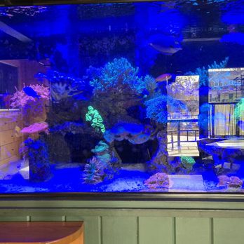 Cherry Cricket - Littleton - Fish tank - New American Near Me - Littleton, Colorado Cherry Cricket - Littleton - Fish tank - New American Near Me - Littleton, Colorado