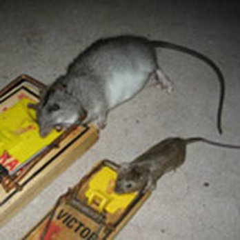 Fowler Pest Control - Pest Control Near Me - Murrieta, California