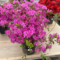 Innovative Nursery and Supply