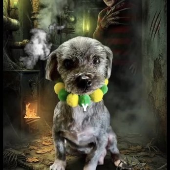 PracticalCuts - Sokka 2026 - Pet Groomers Near Me PracticalCuts - Sokka 2026 - Pet Groomers Near Me