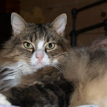 FluffyPaw's Pet Luv - Pet Sitting Near Me - Hilton, New York FluffyPaw's Pet Luv - Pet Sitting Near Me - Hilton, New York
