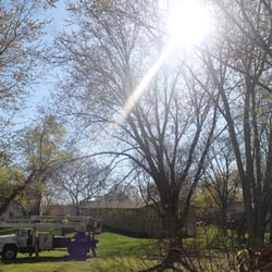 Trimmer Trees