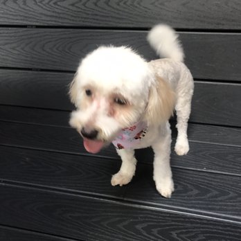 Dana Point Grooming and Pet Spa - Pet Groomers Near Me - Dana Point, California