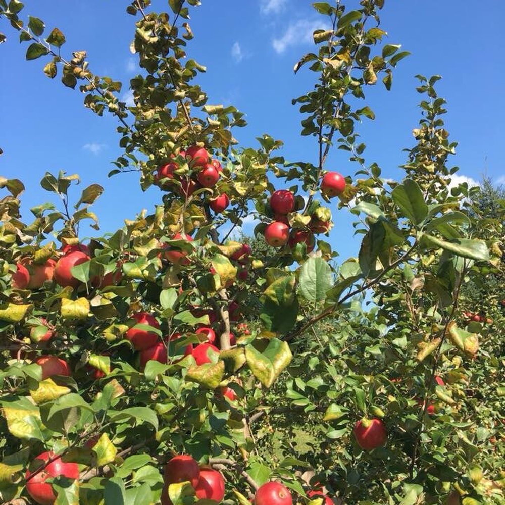 Eugster's Farm Market - Apples galore! - Attraction Farms Near Me - Stoughton, Wisconsin Eugster's Farm Market - Apples galore! - Attraction Farms Near Me - Stoughton, Wisconsin