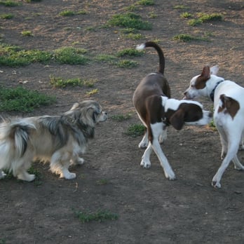 Dog's Day Out - New friends saying hello! - Pet Sitting Near Me - Santa Monica, California Dog's Day Out - New friends saying hello! - Pet Sitting Near Me - Santa Monica, California