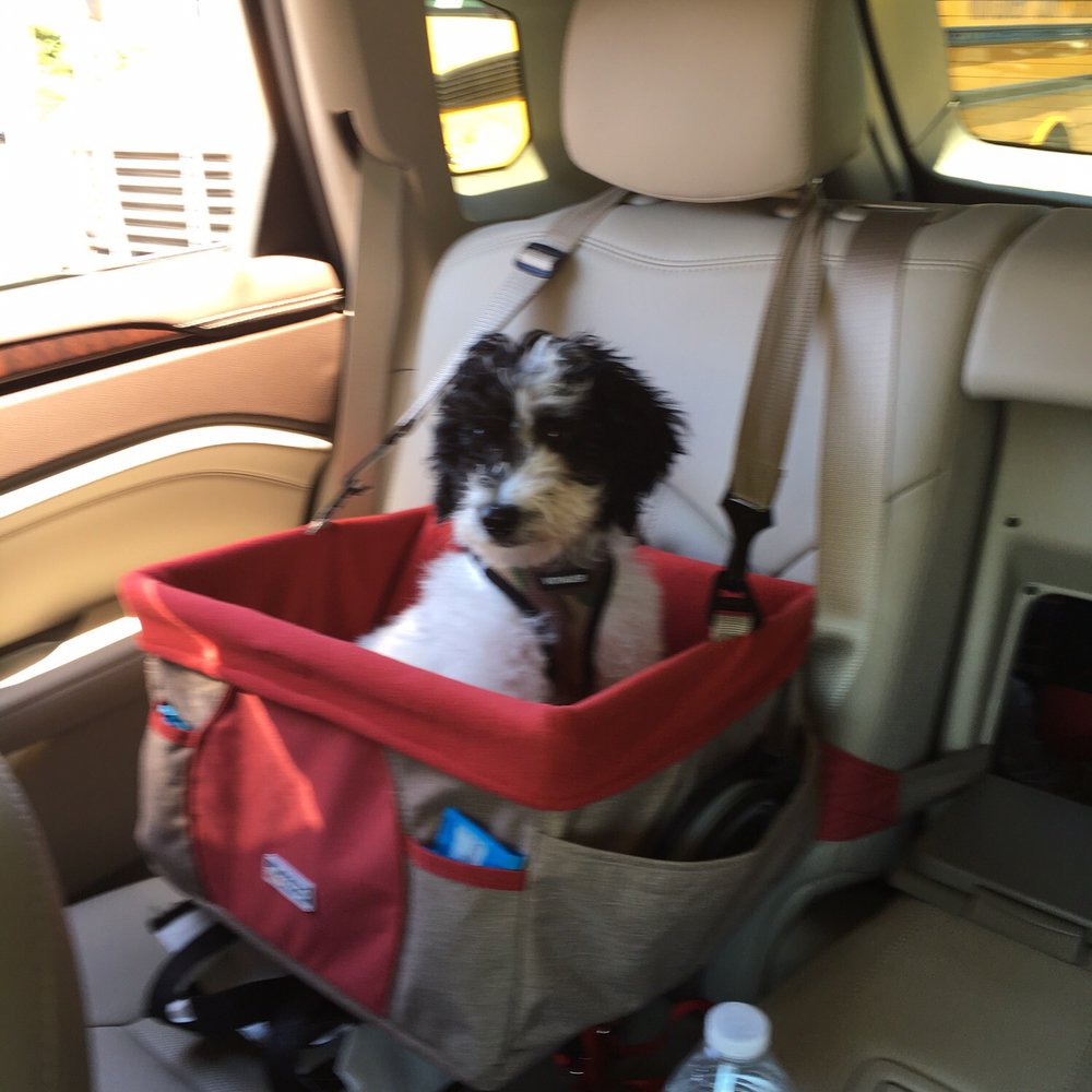 Family Pet Veterinary Practice | Silver Spring MD - Winston in his booster seat on his way to his first vet appointment with Dr. Wehrli. - Veterinarians Near Me - Silver Spring, Maryland Family Pet Veterinary Practice | Silver Spring MD - Winston in his booster seat on his way to his first vet appointment with Dr. Wehrli. - Veterinarians Near Me - Silver Spring, Maryland