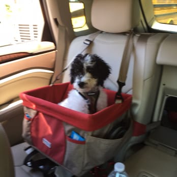Family Pet Veterinary Practice | Silver Spring MD - Winston in his booster seat on his way to his first vet appointment with Dr. Wehrli. - Veterinarians Near Me - Silver Spring, Maryland