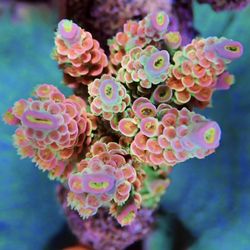 Barrier Reef Aquariums