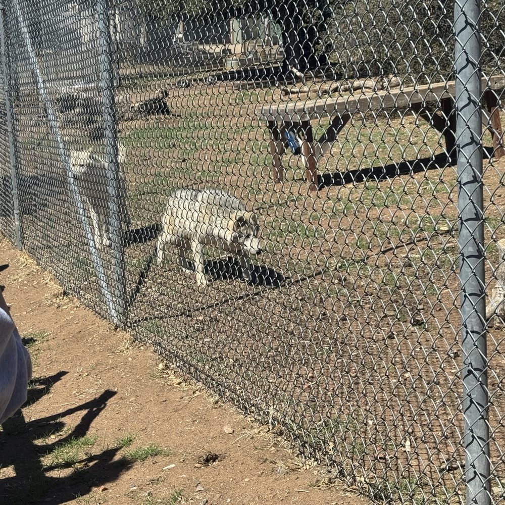 California Wolf Center - Zoos Near Me - Julian, California California Wolf Center - Zoos Near Me - Julian, California