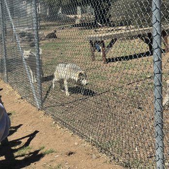 California Wolf Center - Zoos Near Me - Julian, California