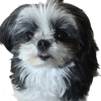 Sweet Shimas - Hula girl 15 years old sweet shima - Pet Breeders Near Me - Deer Park, Washington Sweet Shimas - Hula girl 15 years old sweet shima - Pet Breeders Near Me - Deer Park, Washington