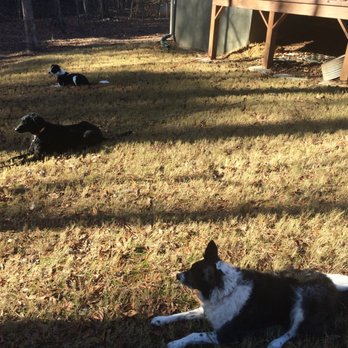 Life Dog Training - Pet Training Near Me Life Dog Training - Pet Training Near Me