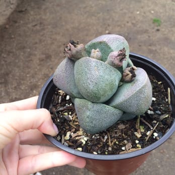 Planter Paradise - Lithops - Nurseries & Gardening Near Me - El Cajon, California Planter Paradise - Lithops - Nurseries & Gardening Near Me - El Cajon, California