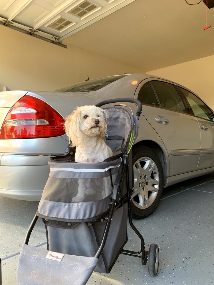 DIRTY PAWS MOBILE PET GROOMING Updated May 2024 Stockton