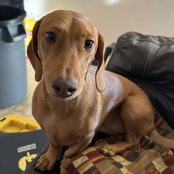 Lost Dog Vet - Daisy the Dachshund - Veterinarians Near Me - El Paso, Texas Lost Dog Vet - Daisy the Dachshund - Veterinarians Near Me - El Paso, Texas