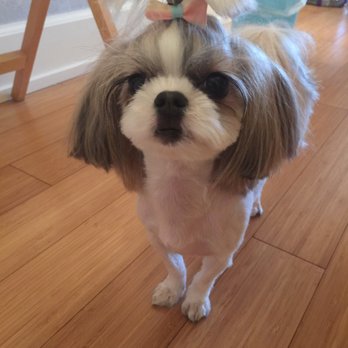 Honey Grooming - my jooshi style!!! so beautiful!! - Pet Groomers Near Me - Los Angeles, California Honey Grooming - my jooshi style!!! so beautiful!! - Pet Groomers Near Me - Los Angeles, California