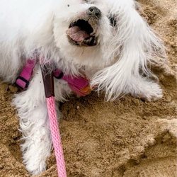 Bella at the beach, harness and leash from Calvin & Suzie.