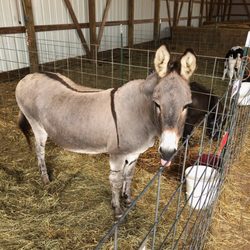 Honey Haven Farms - Lizzie the donkey has been at Honey Haven for 20 years!