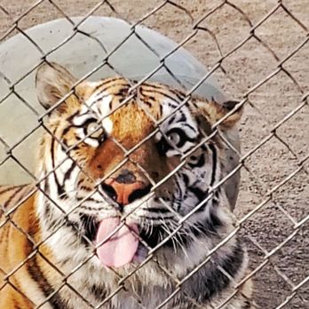 Lions Tigers & Bears - Community Service/Non-Profit Near Me - Alpine, California