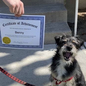 Tully's Training - Pet Training Near Me