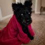 Beechmont Pet Hospital