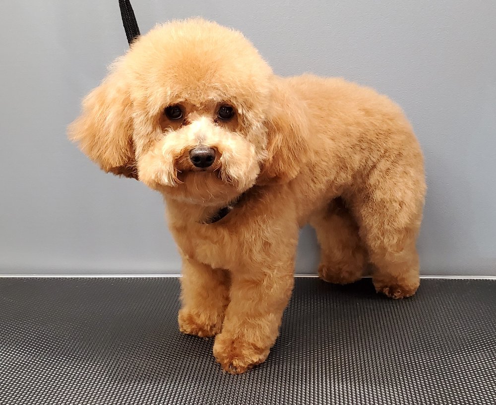 JACKIE’S MOBILE DOG GROOMING Updated September 2024 77 Photos