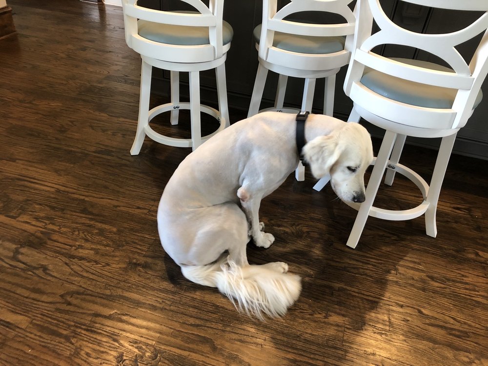 PRETTY PAWS BOUTIQUE Updated May 2024 17 Photos & 11 Reviews 913
