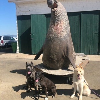 Refined K9 Dog Training - Marco (left), Cooper (middle), and Kumo (right). - Pet Training Near Me Refined K9 Dog Training - Marco (left), Cooper (middle), and Kumo (right). - Pet Training Near Me