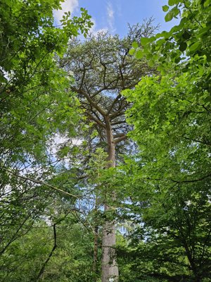 Petit Trianon by null