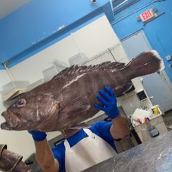 A-OK Fish Market - Biggest grouper I've ever bought