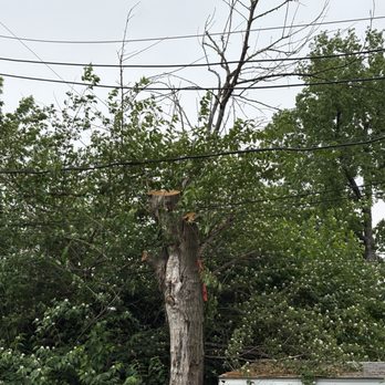 Pat Gallagher Enterprises - Dead tree (not completely topped) - Tree Services Near Me - Creve Coeur, Missouri