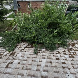 The Gutter Guy - Trees hanging over your roof line will effect your insurance coverage
