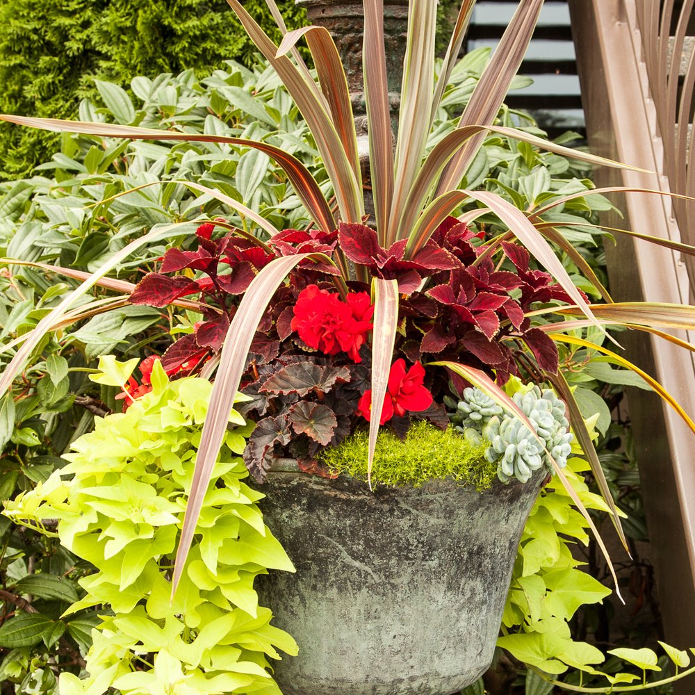 Garden Pots And Planters Seattle Fasci Garden