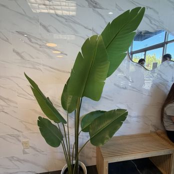 Gu Coffee & Tea - Plant next to seat - Coffee & Tea Near Me - Roseville, California Gu Coffee & Tea - Plant next to seat - Coffee & Tea Near Me - Roseville, California