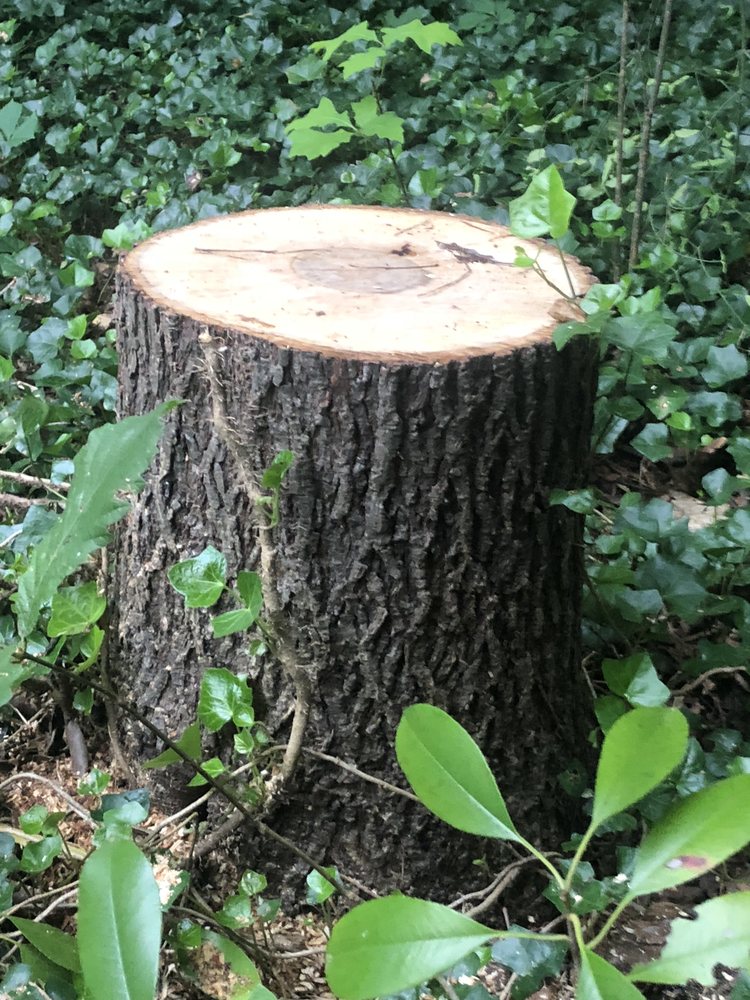 Bob's Tree Service - tree service in Powhatan, VA