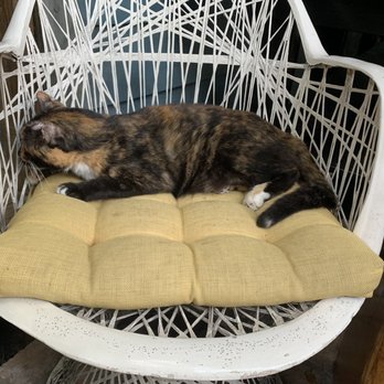 Blue Heaven - Their own cat - Breakfast & Brunch Near Me - Key West, Florida Blue Heaven - Their own cat - Breakfast & Brunch Near Me - Key West, Florida